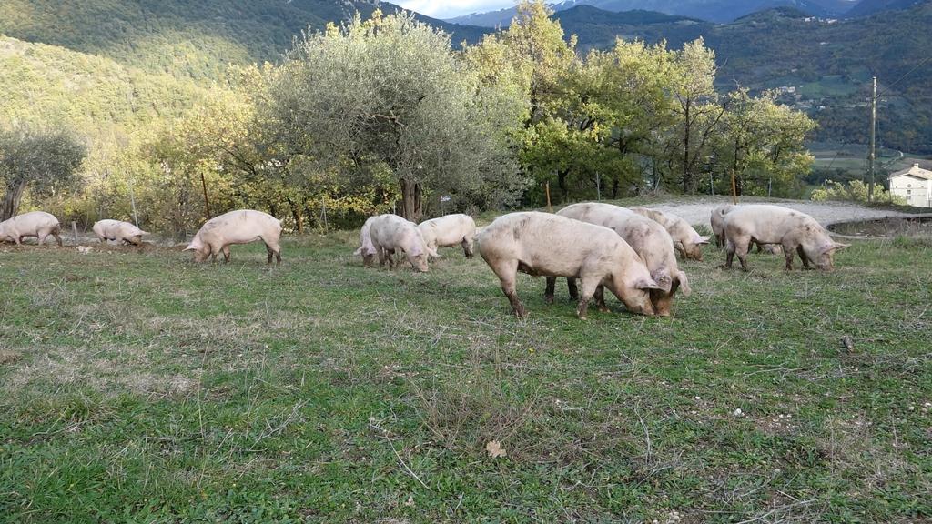Valle Del Belvedere Сполето Экстерьер фото